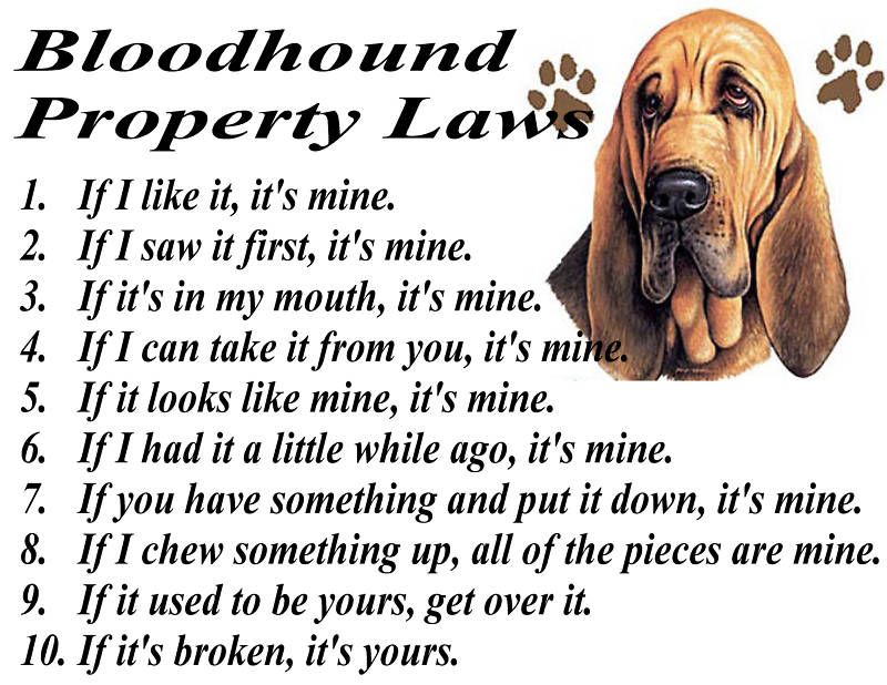 PARCHMENT PRINT = BLOODHOUND DOG FUNNY PROPERTY LAWS  