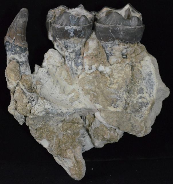 Rare Titanothere Skull Section, Giant Mammal, Badlands, South Dakota 